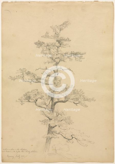 Pine Tree, Conway, New Hampshire (recto), c. 1851. Creator: David Johnson (American, 1827-1908).