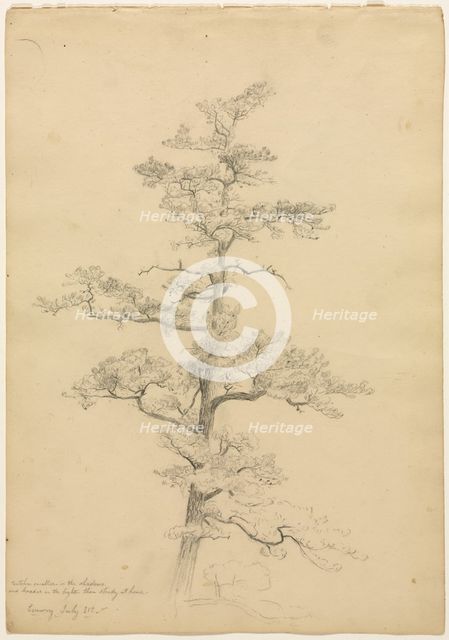 Pine Tree, Conway, New Hampshire (recto); Landscape and Tree Studies (verso), c. 1851. Creator: David Johnson (American, 1827-1908).