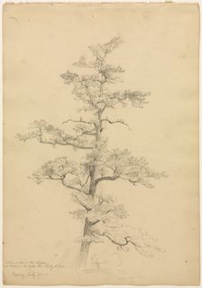 Pine Tree, Conway, New Hampshire (recto); Landscape and Tree Studies (verso), c. 1851. Creator: David Johnson (American, 1827-1908)