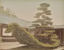 Pine Tree, Kinkakuji, about 1875-1890s. Creator: Adolfo Farsari