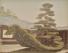 Pine Tree, Kinkakuji, about 1875-1890s. Creator: Adolfo Farsari