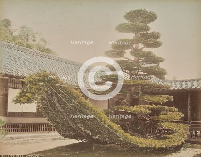 Pine Tree, Kinkakuji, about 1875-1890s. Creator: Adolfo Farsari.