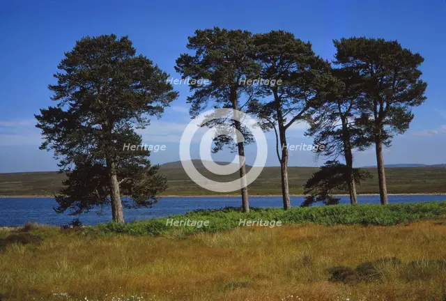 Pine Trees at Loch Ashie, 6 miles south of Inverness, Inverness-shire, 20th century. Artist: CM Dixon.
