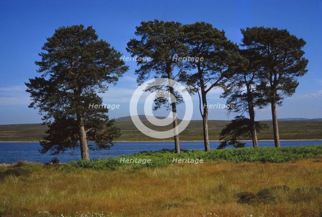 Pine Trees at Loch Ashie, 6 miles south of Inverness, Inverness-shire, 20th century. Artist: CM Dixon.