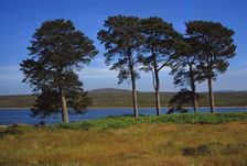 Pine Trees at Loch Ashie, 6 miles south of Inverness, Inverness-shire, 20th century. Artist: CM Dixon