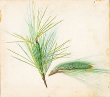 Pine-Tuft Caterpillar..., early 20th century. Creator: Gerald H. Thayer