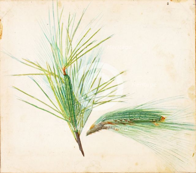 Pine-Tuft Caterpillar..., early 20th century. Creator: Gerald H. Thayer.