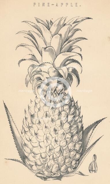 'Pine-Apple', c19th century.  Artist: Unknown.