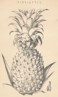 Pine-Apple c19th century