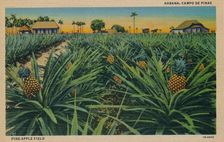 Pine-Apple Field - Habana, Campo De Pinas c1910
