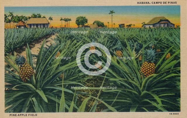 'Pine-Apple Field - Habana, Campo De Pinas', c1910. Artist: Unknown.
