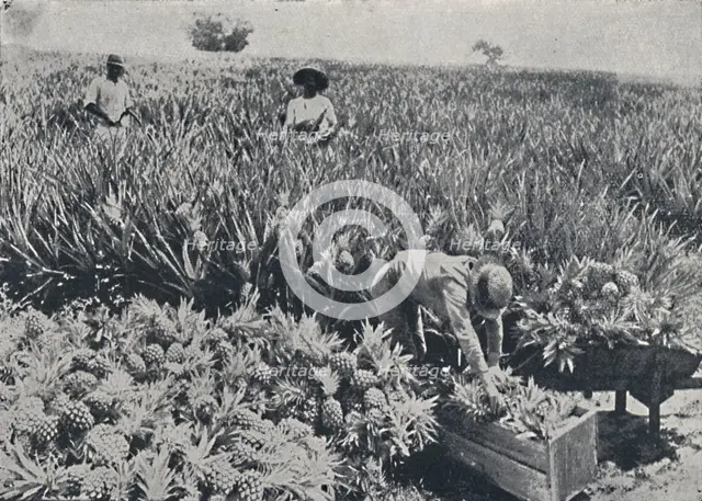 'Pine-Apple Field, Queensland', 1923. Creator: Unknown.