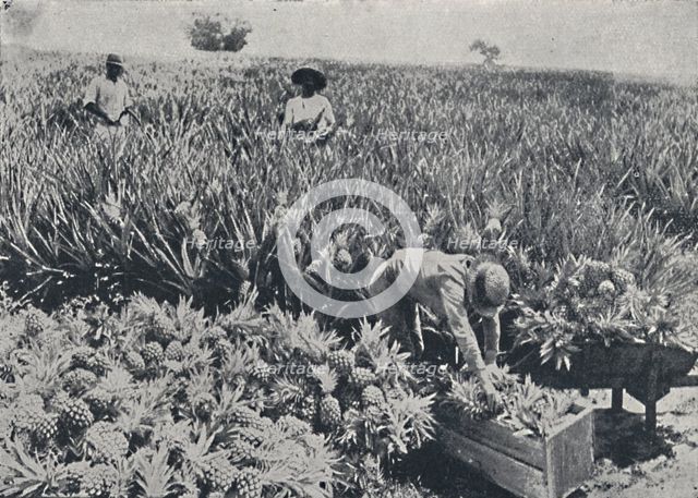 'Pine-Apple Field, Queensland', 1923. Creator: Unknown.