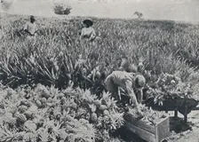 Pine-Apple Field, Queensland 1923. Creator: Unknown