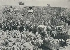 Pine-Apple Plantation 1916