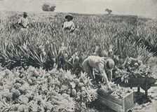 Pine-Apple Plantation 1916