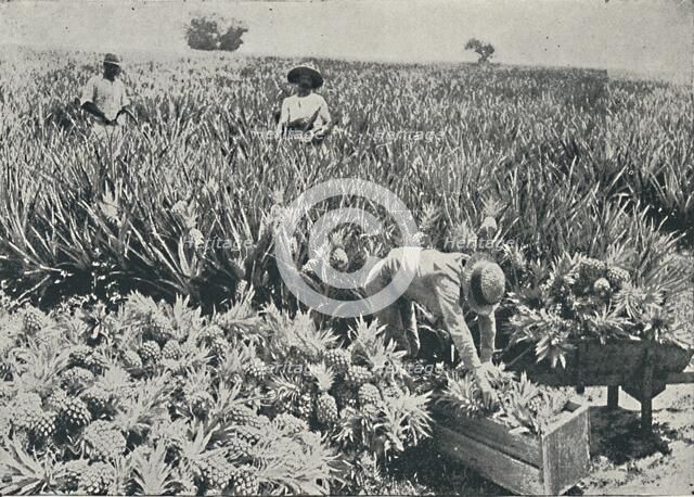 'Pine-Apple Plantation', 1916. Artist: Unknown.