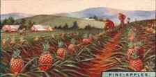 Pine-apples. - Gathering the Fruit, Hawaii 1928