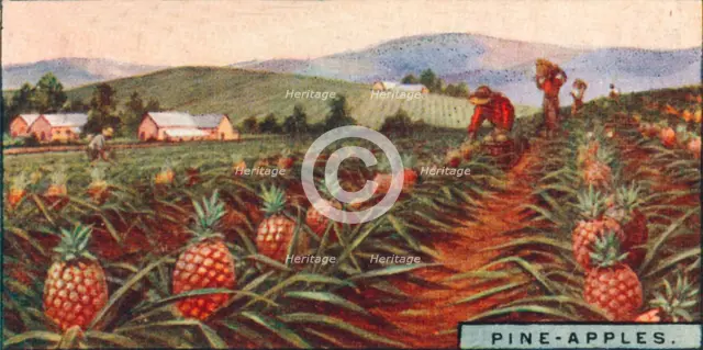 'Pine-apples. - Gathering the Fruit, Hawaii', 1928. Artist: Unknown.