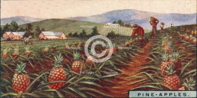 'Pine-apples. - Gathering the Fruit, Hawaii', 1928. Artist: Unknown.