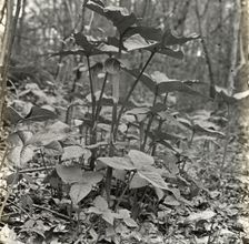 Pine barrens, near Wilmington, North Carolina, 1929. Creator: Frances Benjamin Johnston