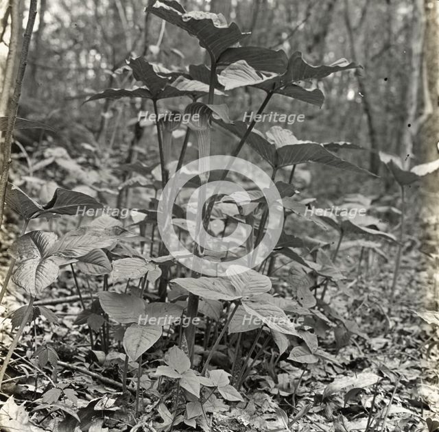 Pine barrens, near Wilmington, North Carolina, 1929. Creator: Frances Benjamin Johnston.