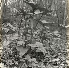 Pine barrens, near Wilmington, North Carolina, 1929. Creator: Frances Benjamin Johnston