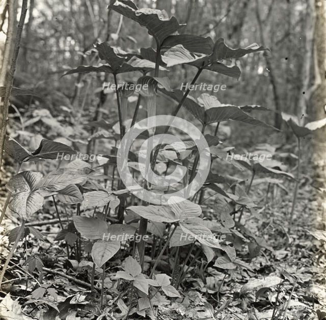 Pine barrens, near Wilmington, North Carolina, 1929. Creator: Frances Benjamin Johnston.