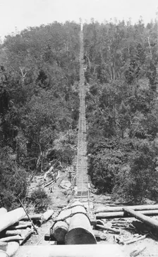 Pine Chute, Biarra, 1925. Creator: Jack Bain