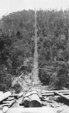 Pine Chute, Biarra, 1925. Creator: Jack Bain