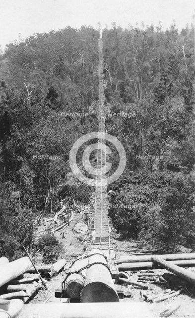 Pine Chute, Biarra, 1925. Creator: Jack Bain.