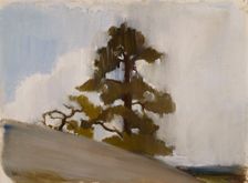 Pine. Creator: Einar Ilmoni