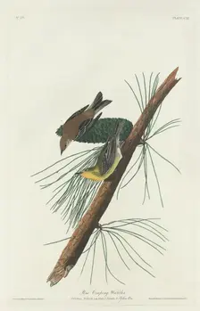 Pine Creeping Warbler, 1832. Creator: Robert Havell