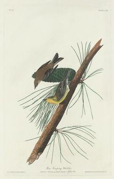 Pine Creeping Warbler, 1832. Creator: Robert Havell