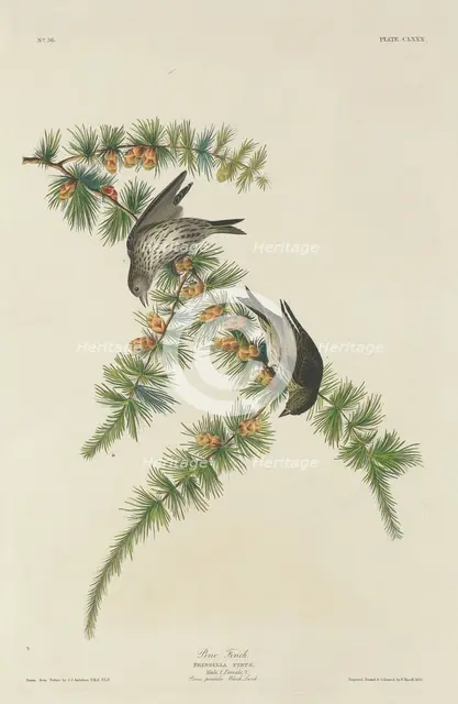 Pine Finch, 1833. Creator: Robert Havell.