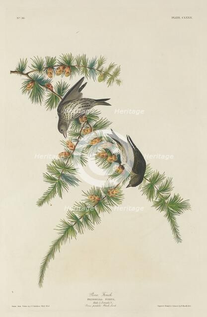 Pine Finch, 1833. Creator: Robert Havell.