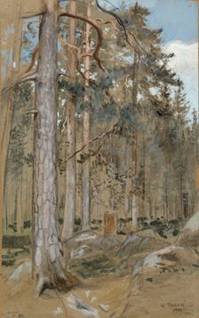 Pine forest, 1900. Creator: Verner Thome