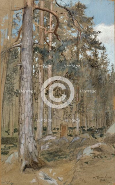 Pine forest, 1900. Creator: Verner Thome.