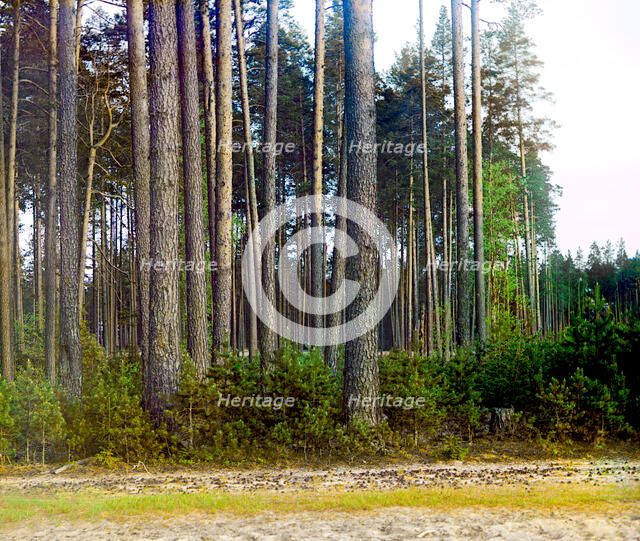 Pine forest, 1910. Creator: Sergey Mikhaylovich Prokudin-Gorsky.
