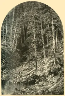 Pine Forest on West Branch of the Susquehanna 1874. Creator: Unknown