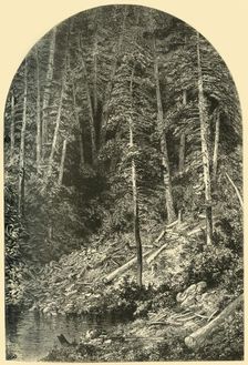 Pine Forest on West Branch of the Susquehanna 1874. Creator: Unknown