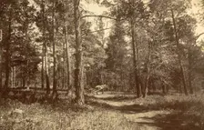 Pine Forest Near Karkaralinskaya Station, 1909. Creator: Nikolai Georgievich Katanaev