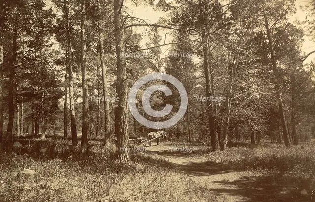 Pine Forest Near Karkaralinskaya Station, 1909. Creator: Nikolai Georgievich Katanaev.