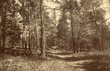 Pine Forest Near Karkaralinskaya Station, 1909. Creator: Nikolai Georgievich Katanaev