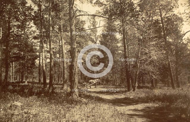 Pine Forest Near Karkaralinskaya Station, 1909. Creator: Nikolai Georgievich Katanaev.