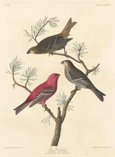 Pine Grosbeak, 1837. Creator: Robert Havell