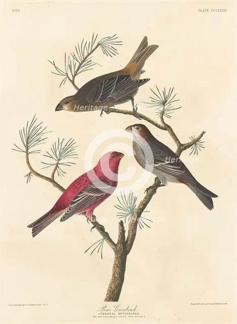 Pine Grosbeak, 1837. Creator: Robert Havell.