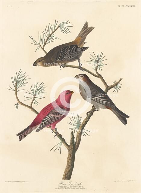 Pine Grosbeak, 1837. Creator: Robert Havell.