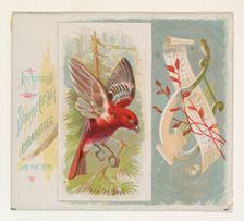 Pine Grosbeak, from the Song Birds of the World series (N42) for Allen & Ginter Cigarettes..., 1890. Creator: Allen & Ginter