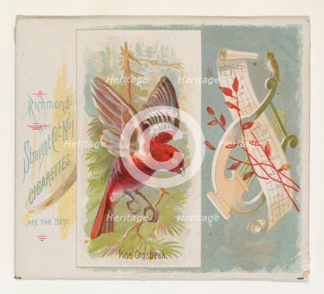 Pine Grosbeak, from the Song Birds of the World series (N42) for Allen & Ginter Cigarettes..., 1890. Creator: Allen & Ginter.